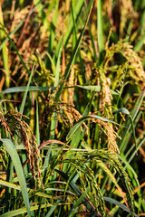 Paddy cultivation in rural Punjab, India