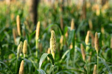 Pearl Millet farming in rural Punjab, India