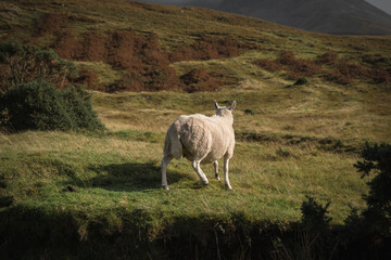 Obraz premium Sheep running away from the shot