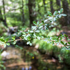 Obraz premium Close-up of green branch in front of forest river