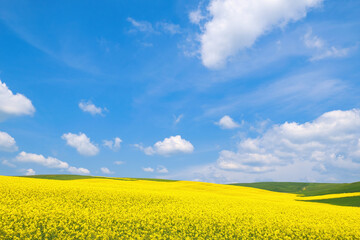 Obraz premium Spring rural landscape, fields with blooming yellow rapeseed and wheat against a blue sky