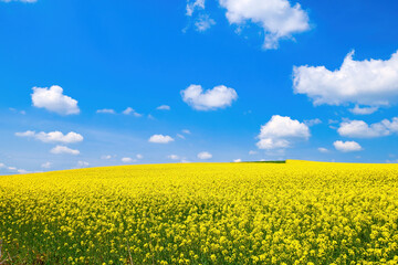 Obraz premium Spring rural landscape, fields with blooming yellow rapeseed and wheat against a blue sky