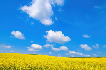 Obraz premium Spring rural landscape, fields with blooming yellow rapeseed and wheat against a blue sky