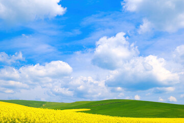 Spring rural landscape, fields with blooming yellow rapeseed and wheat against a blue sky