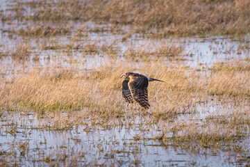 Hen harrier (Circus cyaneus) with outstretched wings in water in in Pedraza de Campos, Palencia