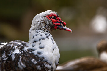 Close-up of a domestic Muscovy duck