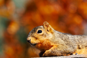 Small squirrel perched on a stone ledge, gazing ahead