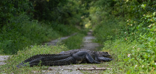 an alligator lays on the ground next to a gravel road