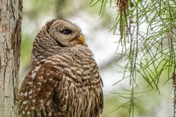 a bird perched on top of a tree branch in the forest