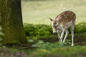 Scenic view of a deer standing in an open park area surrounded by trees