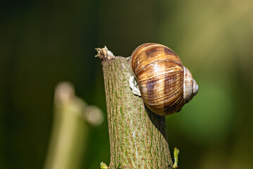Closeup of a snail perched on a branch