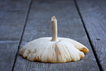 Foraged mushroom gills up on deck