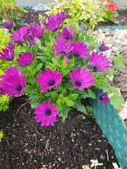 flowers in a garden