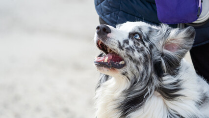 australian shepherd dog on the beach, beautifull eyes. Dog on the beach. 