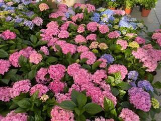 pink flowers in a garden