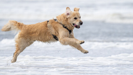 Golden retriever dog playing and running on the beach