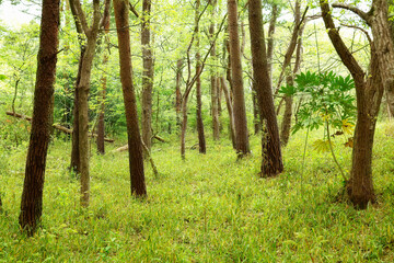 Flowers at Hitachi Seaside Park in Ibaraki, Japan.