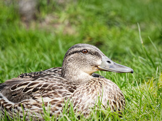 Closeup shot of a brown mallard duck perched on lush green grass