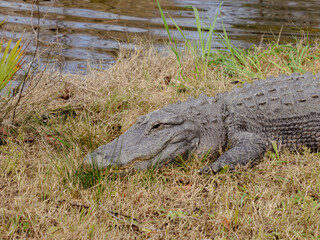 Alligator resting in grass and weeds on the ground