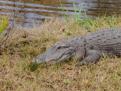 Alligator resting in grass and weeds on the ground - Powered by Adobe