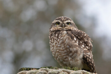 Tiny owl perched on rocks against a blurry background