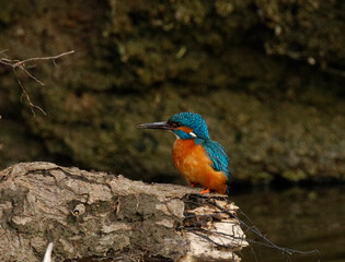 Tiny river kingfisher perched on a fallen tree by the water