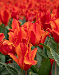 Close-up of vibrant red tulips in a verdant garden