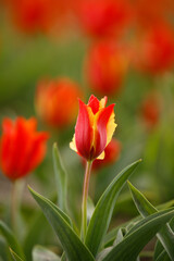 Vibrant red and yellow tulip in a lush green garden