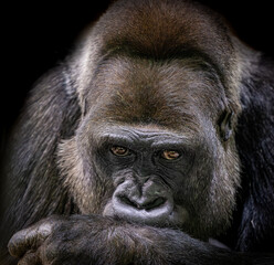 Naklejka premium the face of a gorilla sitting with its paw on the chin