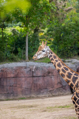 giraffe standing in front of a wall in an open field