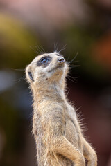 Meerkat standing upright on hind legs.