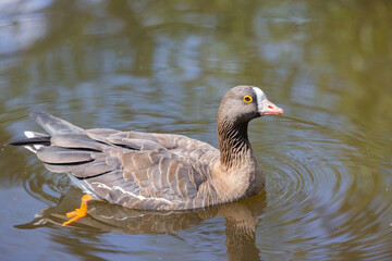 duck is swimming in the water near the shore line near trees