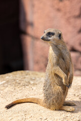 Fototapeta premium Meerkat standing upright on hind legs.