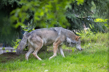 a wolf walking across grass and bushes in front of a building