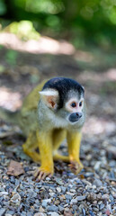 a monkey walking on rocks in the park next to trees