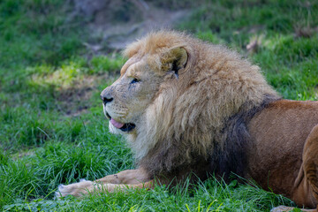 a lion is laying down in the grass with his mouth open