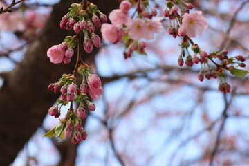 Selective focus shot of pink cherry blossom tree branches