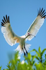 Striking Flight: A Crane in Motion Against a Sky Background