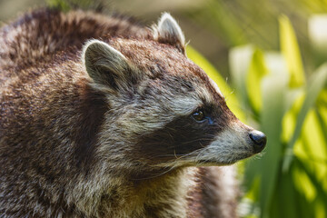 Fototapeta premium a close up of a furry animal near plants in the woods