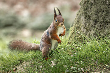 red squirrel stands near a tree and eats a fruit item