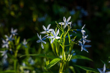絶滅危惧種のチョウジソウ