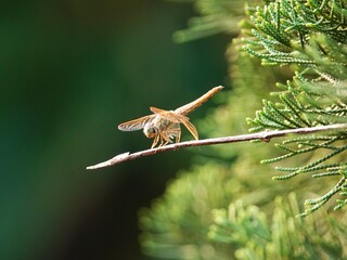a small insect is perched on a twig in front of some tree