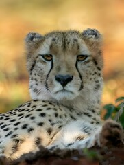 Young jaguar resting in the grass