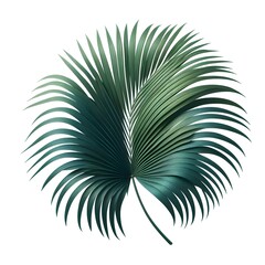Obraz premium green palm leaf cut out white background beautiful pic