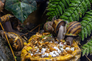 Closeup shot of Burgundy snails eating food