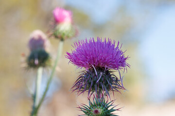 Carduus nigrescens planta utilizada tradicionalmente en herboristeria, Sierra de Mariola, Alcoy, España