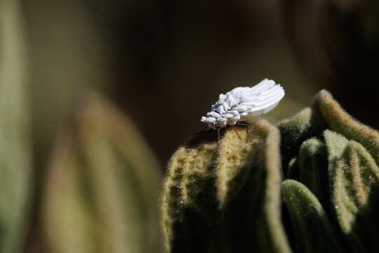 Cochinilla algodonosa (Planococcus citri) en arbusto de jara cistus albidus. Alcoy, Espa&ntilde;a.
