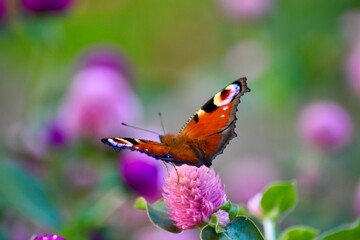 Look what I found 🌸🦋