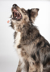 Cute Australian Shepherd dog eating a snack against a white background.