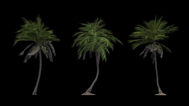 coconut palm tree in the storm  looping 3d animation rendering with alpha channel .